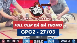 Video đá gà trực tiếp thomo CPC2 ngày 27032026