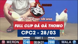 Video đá gà trực tiếp thomo CPC2 ngày 28032026
