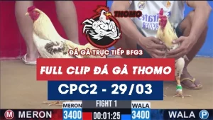 Video đá gà trực tiếp thomo CPC2 ngày 29032026