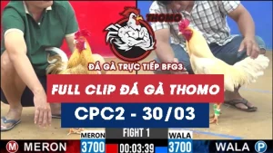 Video đá gà trực tiếp thomo CPC2 ngày 30032026
