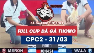 Video đá gà trực tiếp thomo CPC2 ngày 31032026