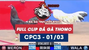 Video đá gà trực tiếp thomo CPC3 ngày 01032026