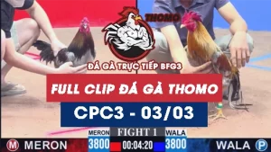 Video đá gà trực tiếp thomo CPC3 ngày 03032026