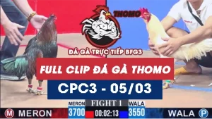 Video đá gà trực tiếp thomo CPC3 ngày 05032026