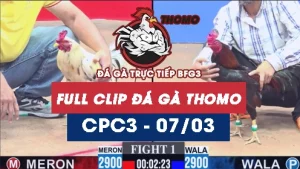 Video đá gà trực tiếp thomo CPC3 ngày 07032026