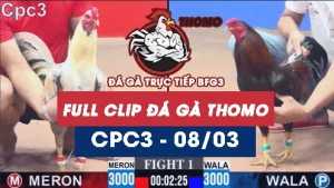 Video đá gà trực tiếp thomo CPC3 ngày 08/03/2026