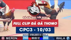 Video đá gà trực tiếp thomo CPC3 ngày 10/03/2026