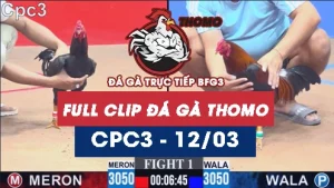 Video đá gà trực tiếp thomo CPC3 ngày 12/03/2026