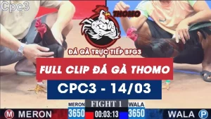 Video đá gà trực tiếp thomo CPC3 ngày 14/03/2026