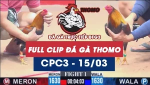 Video đá gà trực tiếp thomo CPC3 ngày 15/03/2026