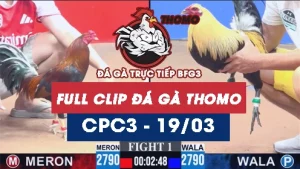 Video đá gà trực tiếp thomo CPC3 ngày 19/03/2026