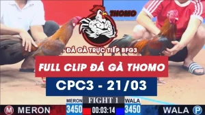 Video đá gà trực tiếp thomo CPC3 ngày 21032026