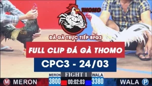 Video đá gà trực tiếp thomo CPC3 ngày 24032026