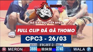 Video đá gà trực tiếp thomo CPC3 ngày 26032026