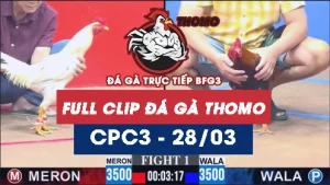 Video đá gà trực tiếp thomo CPC3 ngày 28/03/2026