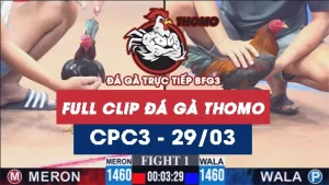 Video đá gà trực tiếp thomo CPC3 ngày 29032026