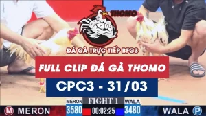 Video đá gà trực tiếp thomo CPC3 ngày 31032026