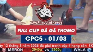 Video đá gà trực tiếp thomo CPC5 ngày 01032026