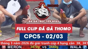 Video đá gà trực tiếp thomo CPC5 ngày 02032026
