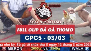 Video đá gà trực tiếp thomo CPC5 ngày 03032026