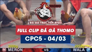 Video đá gà trực tiếp thomo CPC5 ngày 04032026