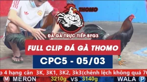 Video đá gà trực tiếp thomo CPC5 ngày 05/03/2026