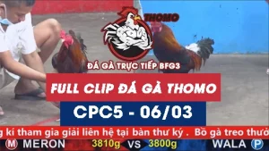 Video đá gà trực tiếp thomo CPC5 ngày 06032026