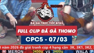 Video đá gà trực tiếp thomo CPC5 ngày 07032026
