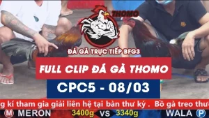 Video đá gà trực tiếp thomo CPC5 ngày 08/03/2026
