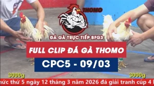 Video đá gà trực tiếp thomo CPC5 ngày 09/03/2026