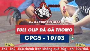 Video đá gà trực tiếp thomo CPC5 ngày 10/03/2026