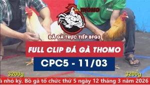 Video đá gà trực tiếp thomo CPC5 ngày 11/03/2026