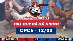 Video đá gà trực tiếp thomo CPC5 ngày 12/03/2026