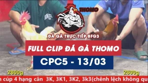 Video đá gà trực tiếp thomo CPC5 ngày 13/03/2026
