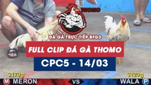 Video đá gà trực tiếp thomo CPC5 ngày 14/03/2026