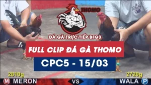Video đá gà trực tiếp thomo CPC5 ngày 15/03/2026