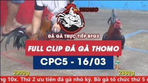 Video đá gà trực tiếp thomo CPC5 ngày 16/03/2026