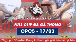 Video đá gà trực tiếp thomo CPC5 ngày 17/03/2026