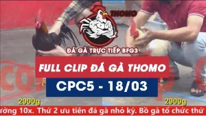 Video đá gà trực tiếp thomo CPC5 ngày 18/03/2026