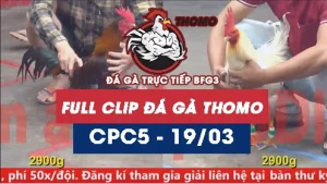 Video đá gà trực tiếp thomo CPC5 ngày 19/03/2026