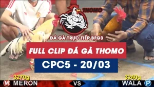 Video đá gà trực tiếp thomo CPC5 ngày 20032026