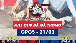 Video đá gà trực tiếp thomo CPC5 ngày 21032026