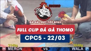 Video đá gà trực tiếp thomo CPC5 ngày 22032026