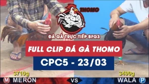 Video đá gà trực tiếp thomo CPC5 ngày 23032026