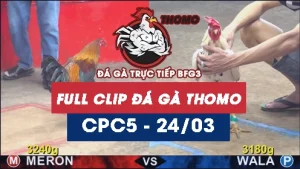 Video đá gà trực tiếp thomo CPC5 ngày 24032026