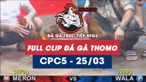 Video đá gà trực tiếp thomo CPC5 ngày 25032026