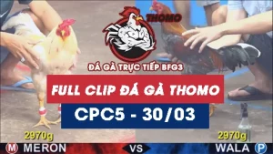 Video đá gà trực tiếp thomo CPC5 ngày 30032026