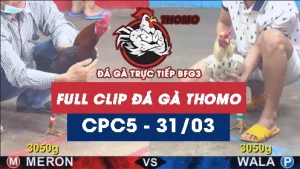 Video đá gà trực tiếp thomo CPC5 ngày 31032026