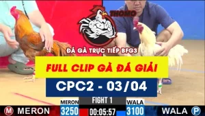 [Gà Đá Giải] Video đá gà trực tiếp thomo CPC2 ngày 03042026