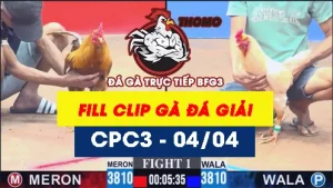 [Gà Đá Giải] Video đá gà trực tiếp thomo CPC3 ngày 04042026
